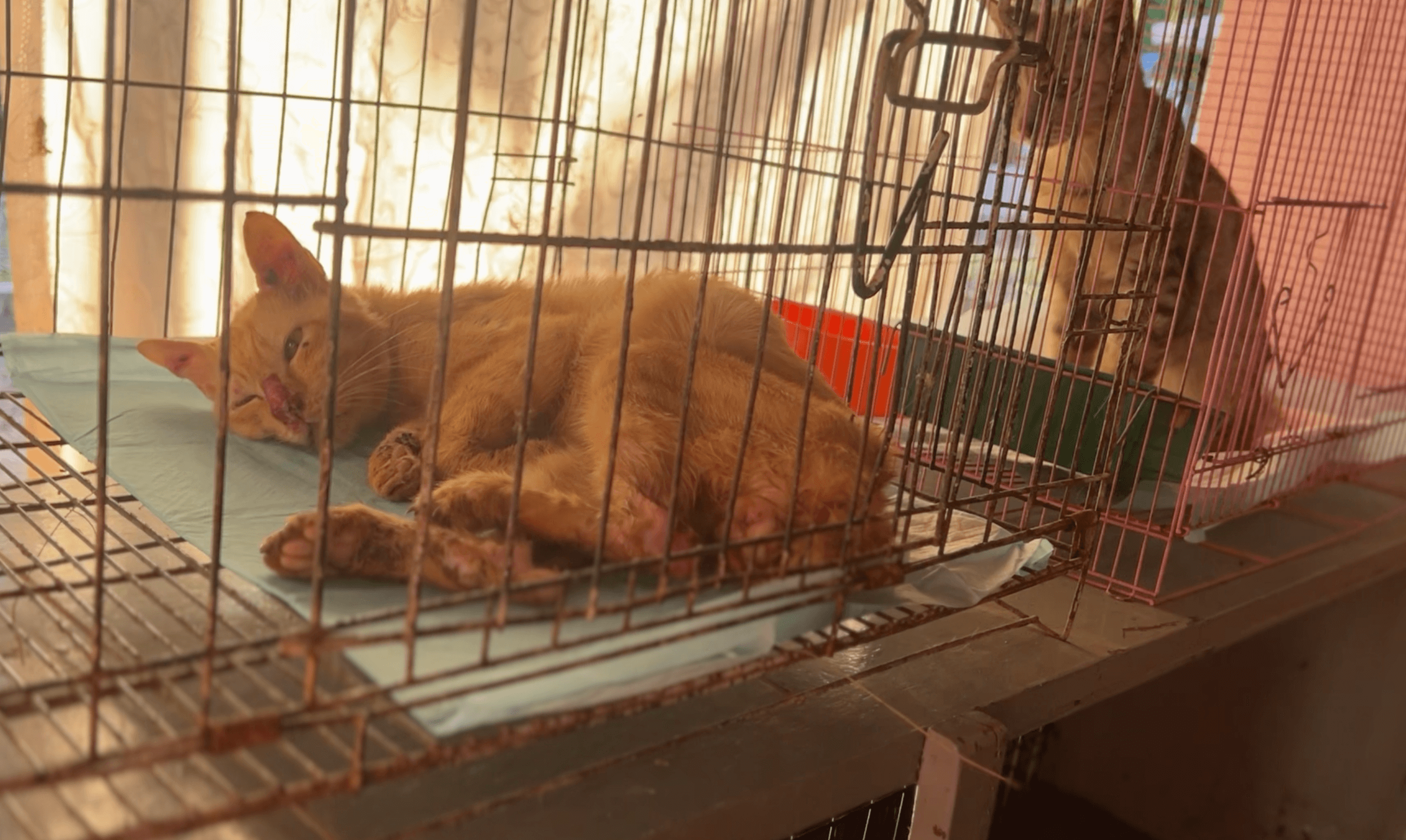 Semoga Sumbangan Tuan Puan Meringan Beban Haiwan Jalanan